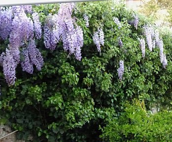 wisteria's climbing shrub Luna Lombarda garden